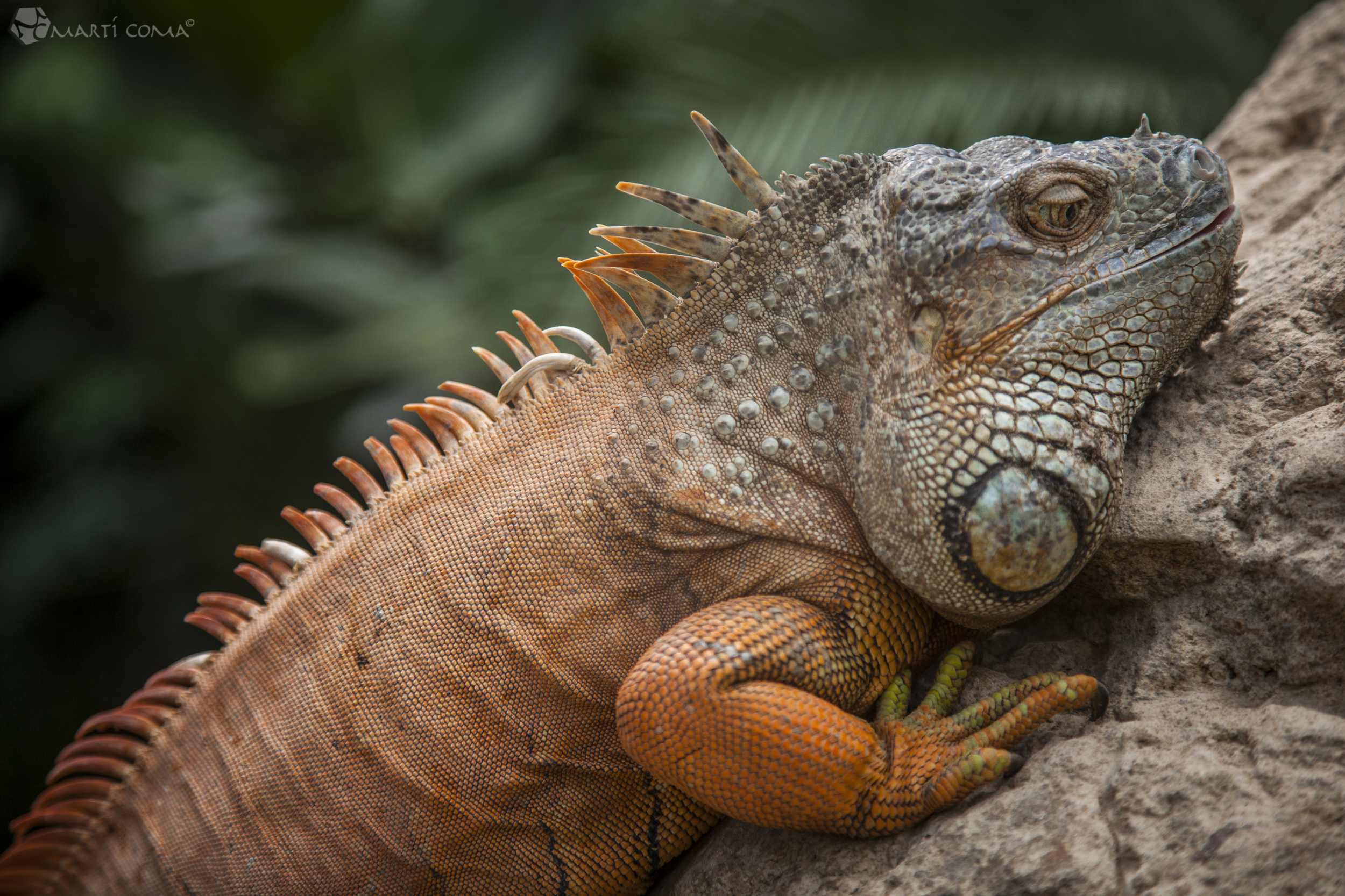 "Iguana"